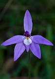 Glossodia major Wax-lip Orchid